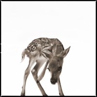 Visions West Gallery :: 1 barn-owl-iii Nine :: Fawn I