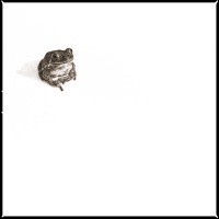 Visions West Gallery :: 1 barn-owl-iii Nine :: Barking Tree Frog I