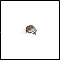 Visions West Gallery :: 1 barn-owl-iii Nine :: Barking Tree Frog II