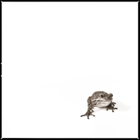 Visions West Gallery :: 1 barn-owl-iii Nine :: Barking Tree Frog III