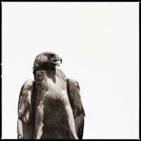 Visions West Gallery :: 1 barn-owl-iii Nine :: Red Tail Hawk II