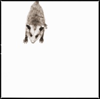 Visions West Gallery :: 1 barn-owl-iii Nine :: Oppossum II