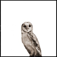 Visions West Gallery :: 1 barn-owl-iii Nine :: Barn Owl II