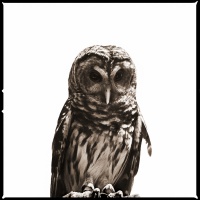 Visions West Gallery :: 1 barn-owl-iii Nine :: Barn Owl III