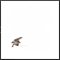 Visions West Gallery :: 1 barn-owl-iii Nine :: Salamander I