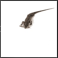 Visions West Gallery :: 1 barn-owl-iii Nine :: Skink I