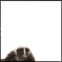 Visions West Gallery :: 1 barn-owl-iii Nine :: Skunk II