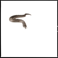 Visions West Gallery :: 1 barn-owl-iii Nine :: Hognose Snake II