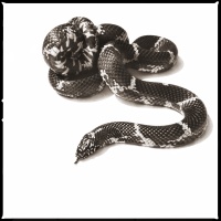 Visions West Gallery :: 1 barn-owl-iii Nine :: Eastern King Snake III