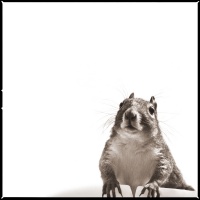 Visions West Gallery :: 1 barn-owl-iii Nine :: Squirrel I