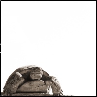 Visions West Gallery :: 1 barn-owl-iii Nine :: Tortoise II