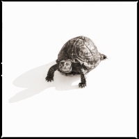 Visions West Gallery :: 1 barn-owl-iii Nine :: Eastern Box Turtle I