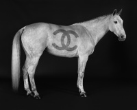 Visions West Gallery :: Bruce :: Ivory Couture