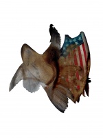 Visions West Gallery :: Bruce :: Eagle II