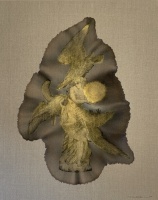 Visions West Gallery :: Bruce :: Aerie IV