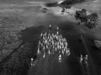 Visions West Gallery :: Bruce :: Oh Pantantal