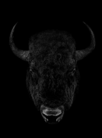 Visions West Gallery :: Bruce :: American Bison