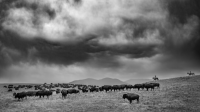 Visions West Gallery :: Bruce :: Bison Ranch
