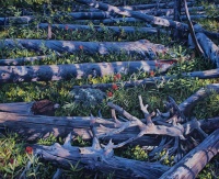 Visions West Gallery :: 1 benevolent-invaders Erika :: Generational Wisdom