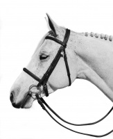 Visions West Gallery :: Bruce :: Royalty