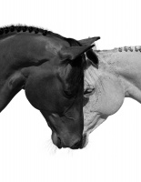 Visions West Gallery :: Bruce :: Together as One