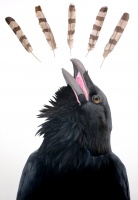 Visions West Gallery :: 1 local-wildlife Robin :: Five of Feathers