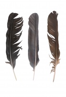 Visions West Gallery :: 1 local-wildlife Robin :: Old Growth