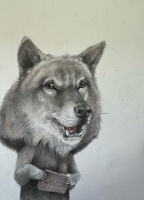 Visions West Gallery :: Bruce :: The Welcome Coyote