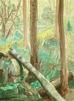 Visions West Gallery :: Bruce :: A log as fallen, must we mourn with compunction, or let this one slide