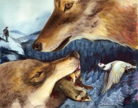 Visions West Gallery :: Bruce :: Dramatic Snack