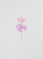Visions West Gallery :: Bruce :: Bloodroot