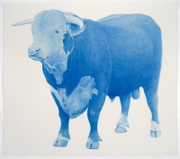 Visions West Gallery :: Bruce :: Blue Bull