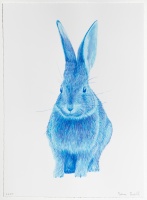 Visions West Gallery :: Bruce :: Blue Cottontail