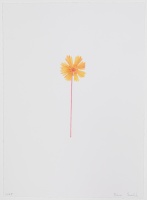 Visions West Gallery :: Bruce :: Golden Tickseed