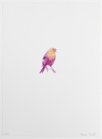 Visions West Gallery :: Bruce :: Goldfinch