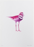 Visions West Gallery :: Bruce :: Killdeer