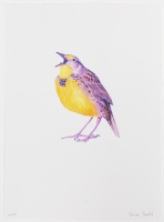 Visions West Gallery :: Bruce :: Meadowlark