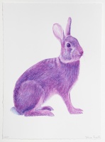 Visions West Gallery :: Bruce :: Purple Cottontail