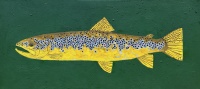 Visions West Gallery :: 1 jardina-permit Jeb :: Green River Brown Trout 