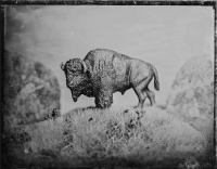 Visions West Gallery :: 2147483647 icon-no1 Ryan :: Prairie King