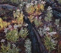 Visions West Gallery :: 1 Erika :: Pearly Everlasting