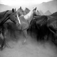 Visions West Gallery :: Bruce :: Remuda Spanish Ranch