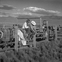 Visions West Gallery :: Bruce :: Jaybirds