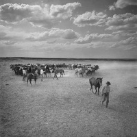 Visions West Gallery :: Bruce :: Part of His String