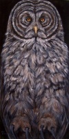 Visions West Gallery :: Bruce :: Great Grey Owl