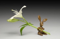 Visions West Gallery :: Bruce :: Forget-Me-Not