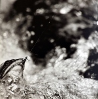 Visions West Gallery :: Bruce :: Cutthroat