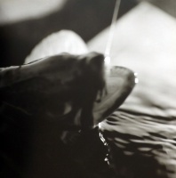 Visions West Gallery :: Bruce :: Brown Trout / framed