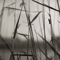 Visions West Gallery :: Bruce :: Hoppers