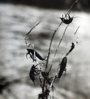 Visions West Gallery :: Bruce :: Molt